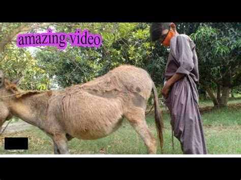 Donkey sex girls .